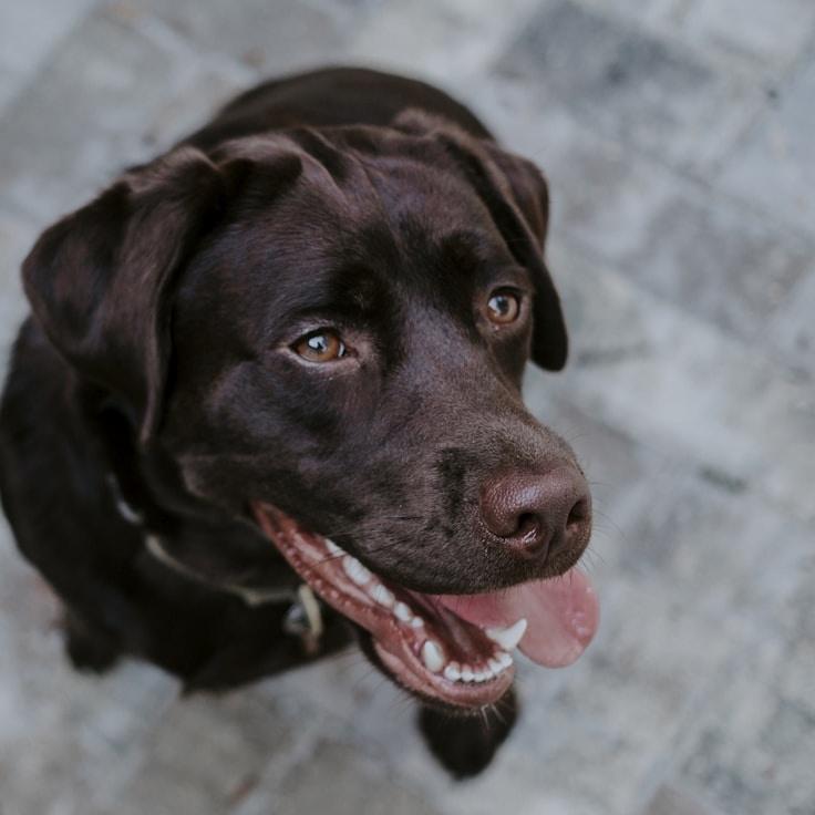 Portrait of Ravi Kapoor, group coordinator and fusion cooking expert